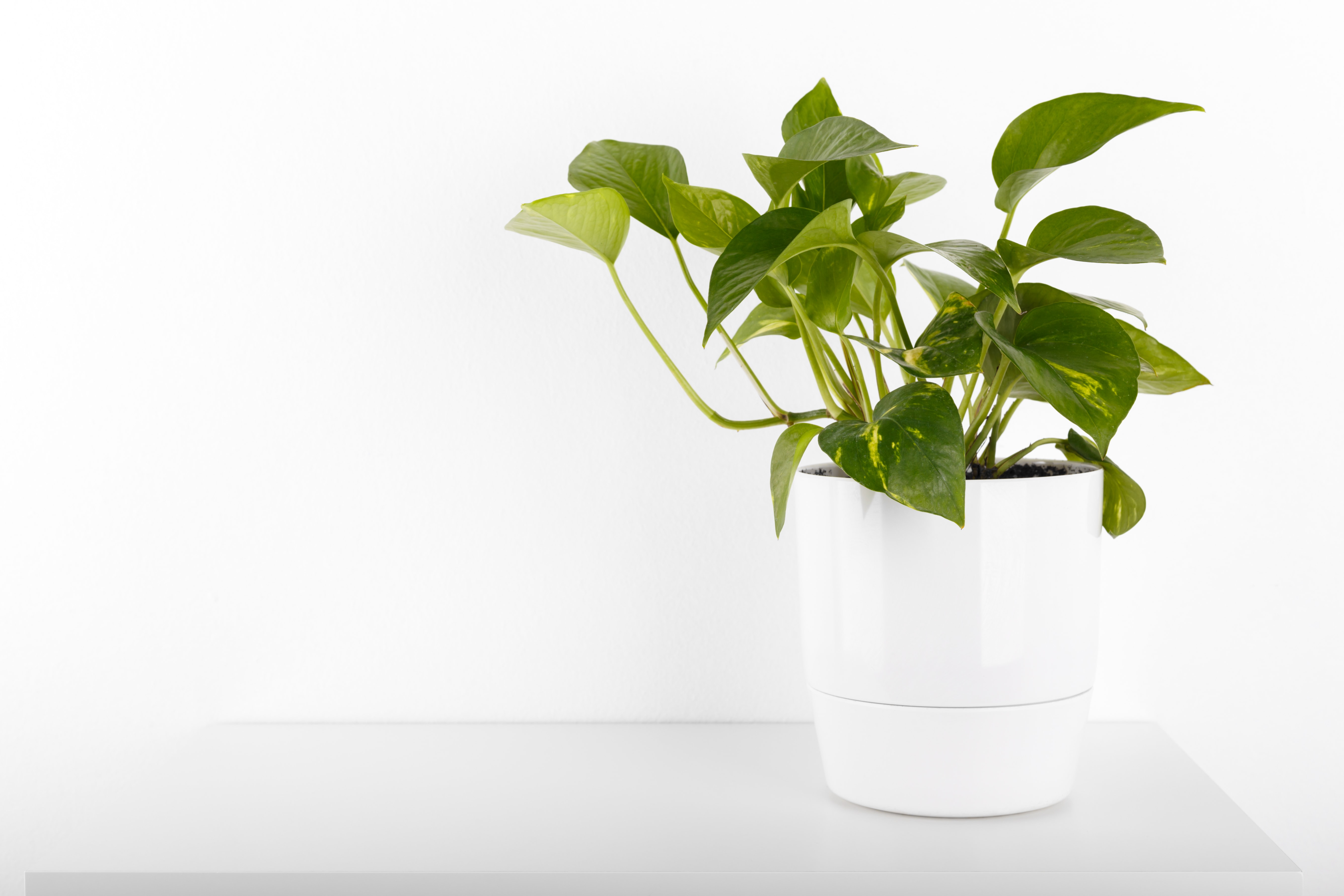 pothos-plant-A86MDHX-min